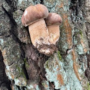 Steinpilz