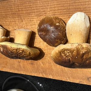 Steinpilz