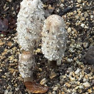 Shaggy Mane