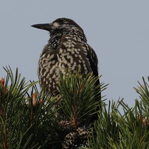 Spotted Nutcracker