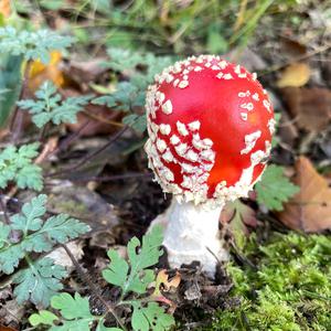 Fliegenpilz