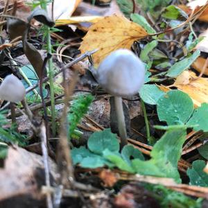Unknown Species