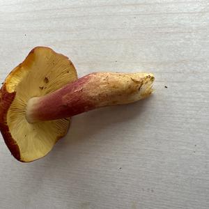 Unbekannte Art