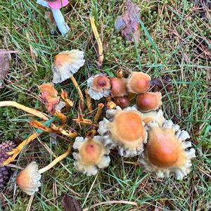 Unknown Species