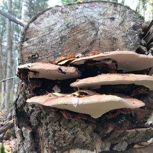 Unknown Species