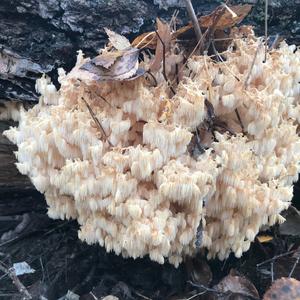 Bear`s Head Tooth