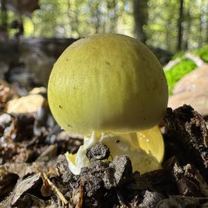 Death Cap