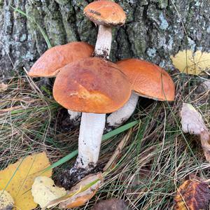Orange Birch Bolete