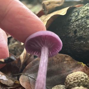 Amethyst Deceiver
