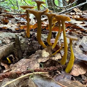 Trumpet Chanterelle