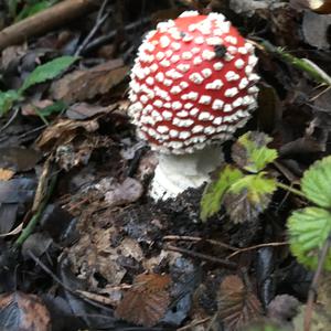 Fliegenpilz