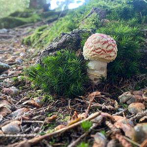 Fliegenpilz