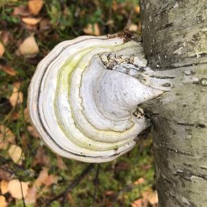 Artist`s Fungus