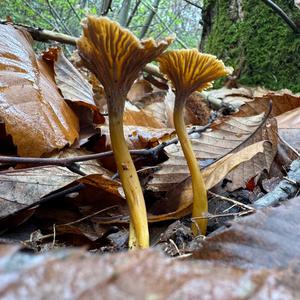 Trumpet Chanterelle