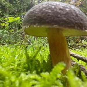 Red-cracked Bolete