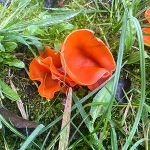 Gemeiner Orangebecherling