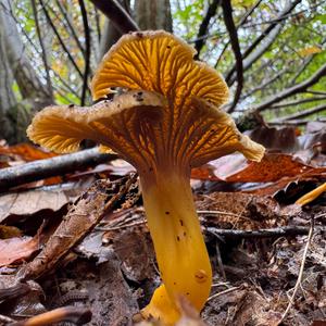Trumpet Chanterelle