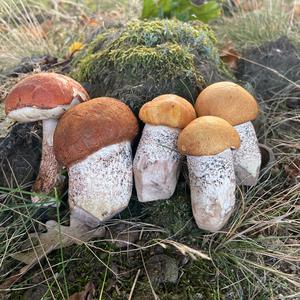 Orange Birch Bolete
