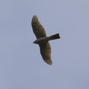 Eurasian Sparrowhawk