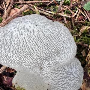 Gallertstacheling