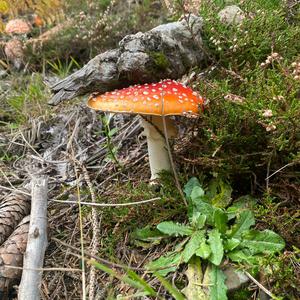 Fliegenpilz