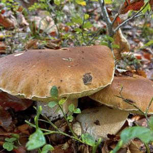 Summer Bolete