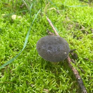 Red-cracked Bolete