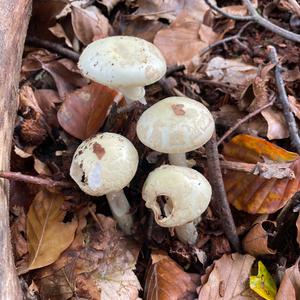 Citron Amanita