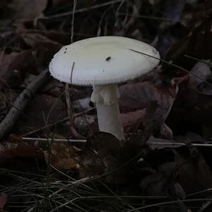 Grüner Knollenblätterpilz