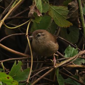 Winter Wren