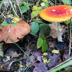 Steinpilz