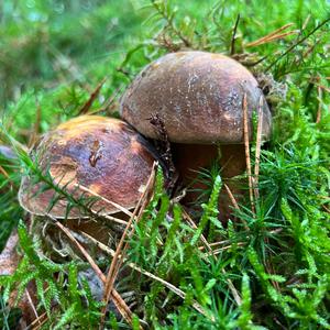 Dotted-stem Bolete