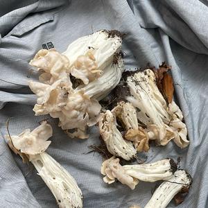 Fluted White Helvella