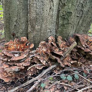 Riesenporling