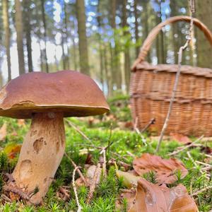 King Bolete