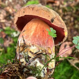 Dotted-stem Bolete