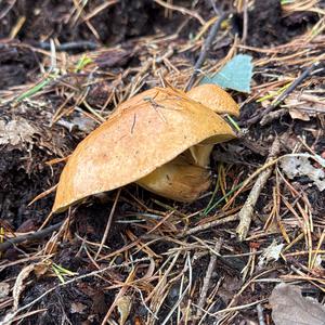 Jersey Cow Bolete
