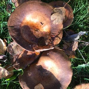 Unknown Species