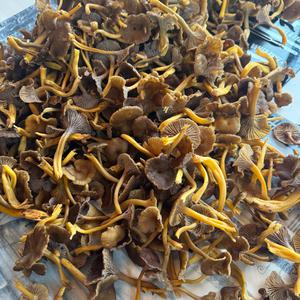 Trumpet Chanterelle