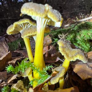 Trumpet Chanterelle