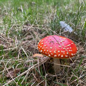 Fly Agaric