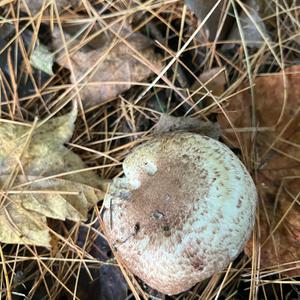 Agaricus impudicus