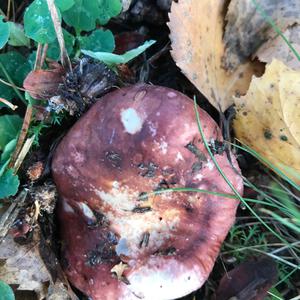 Shellfish-scented Russula