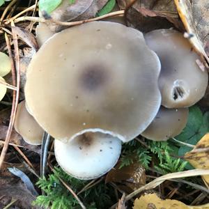 Cloudy Clitocybe