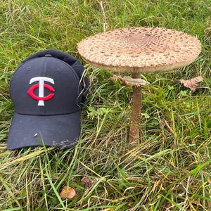 Parasol Mushroom