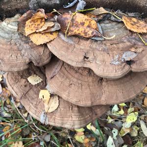 Artist`s Fungus