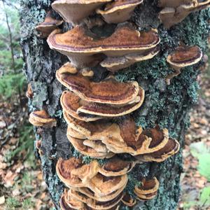 Unknown Species