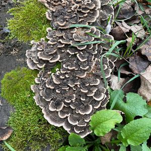 Turkey-tail