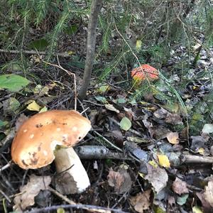 Steinpilz