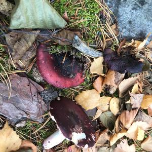 Shellfish-scented Russula